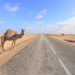 Morocco Trip