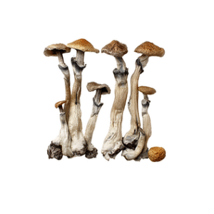 Lucid Drip Magic Mushrooms