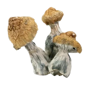 Daddy Long Legs Magic Mushrooms