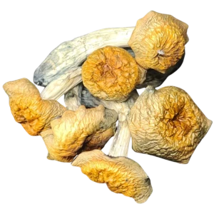 Penis Envy magic mushroom dried psilocybin strain