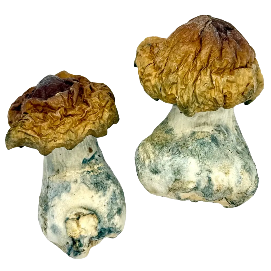 Penis Envy vs Golden Teacher magic mushroom comparison
