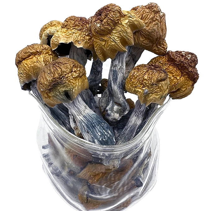 Machine Elf Magic Mushrooms